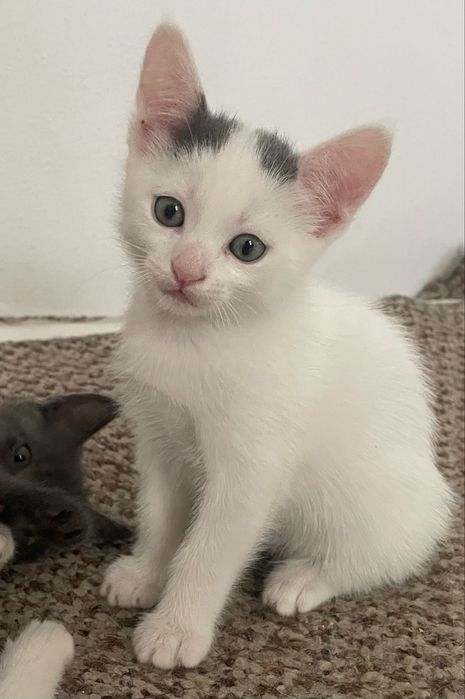 Котята в добрые руки Днепо