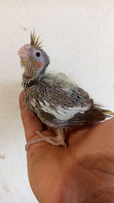 Caturras "colapsitas"para criar á mão, domesticar.
