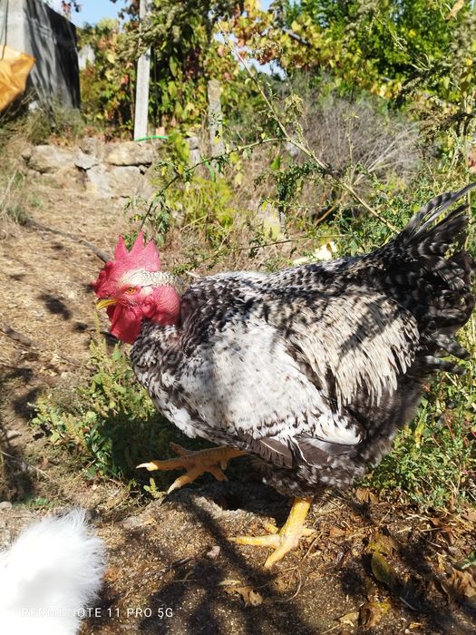 Galos pedrês disponíveis