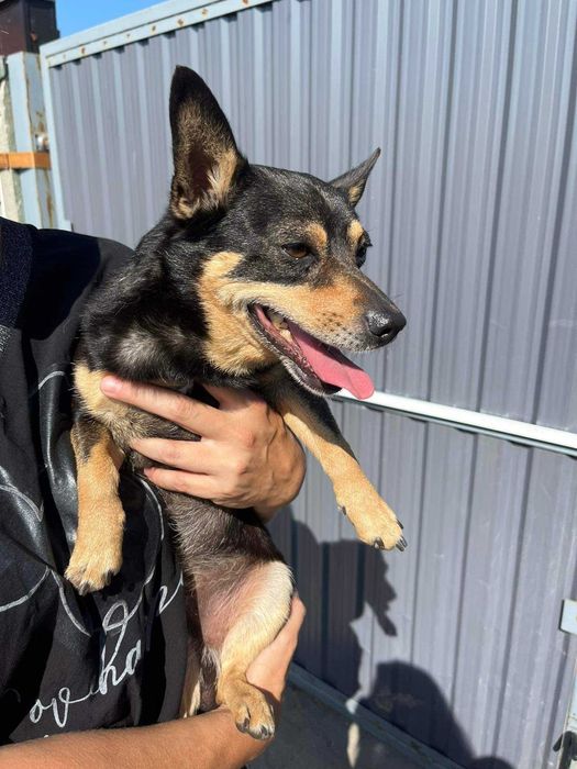 Znaleziono małego podpalanego kundelka