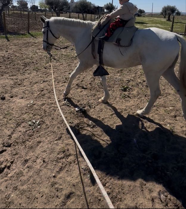Cavalo Castrado para aulas com 12 anos