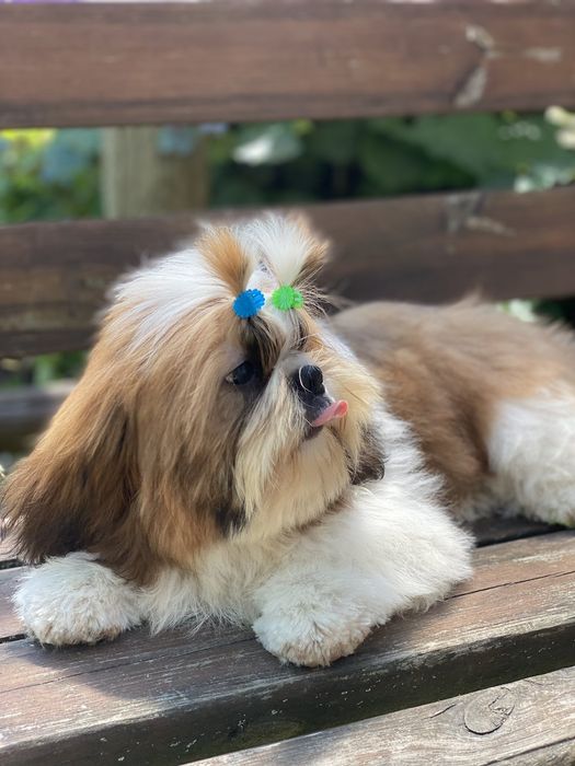 Милі , лялечки , цуцики Ши- Тцу  КСУ FCI