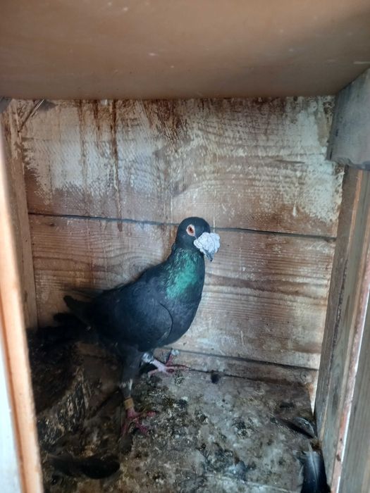 Srzedam gołębie rzeszowskie