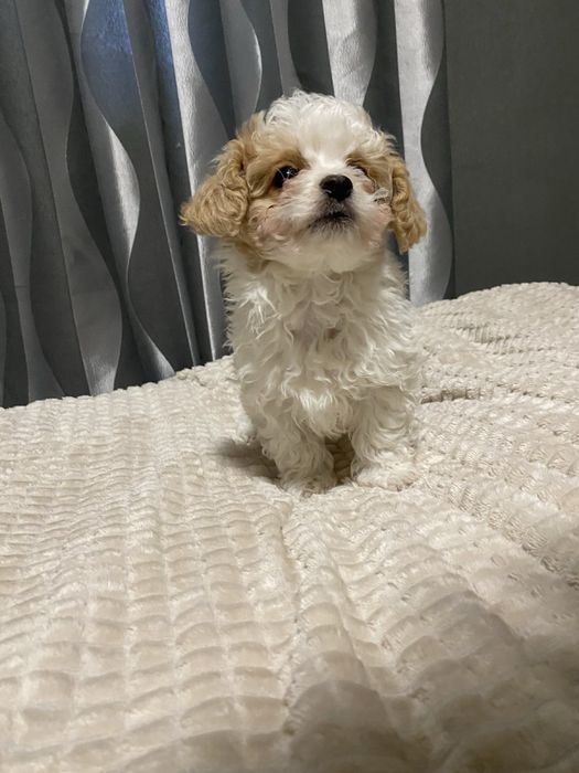 Цуценята Мальтипу