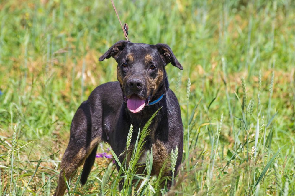 Lemon - czarne cudo zza krat do adopcji.