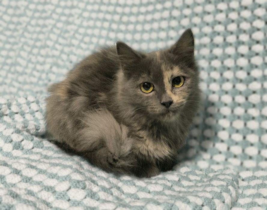 Кошенята підлітки шукають родину