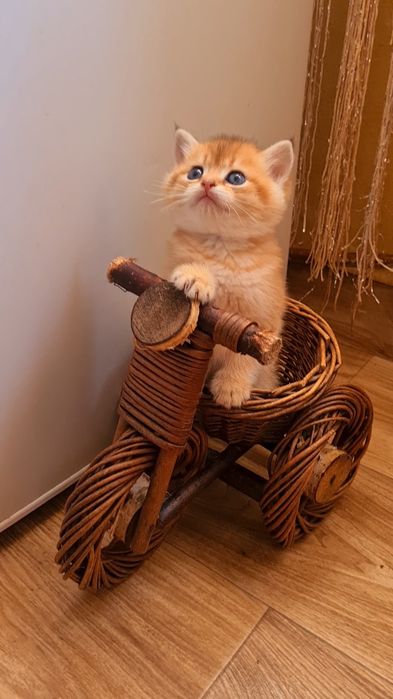 Шикарный мальчик золотая шиншилла