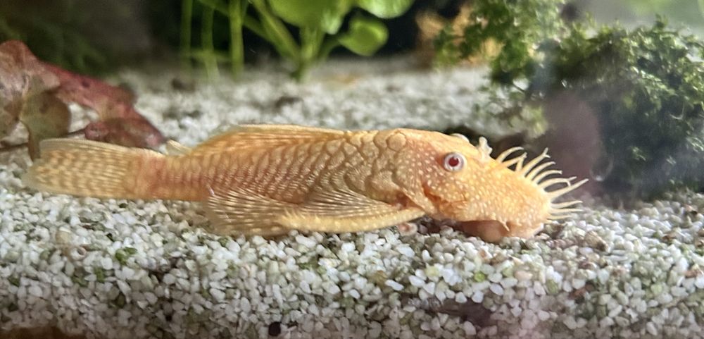 Zbrojnik, glonojad żółty dorosła para.