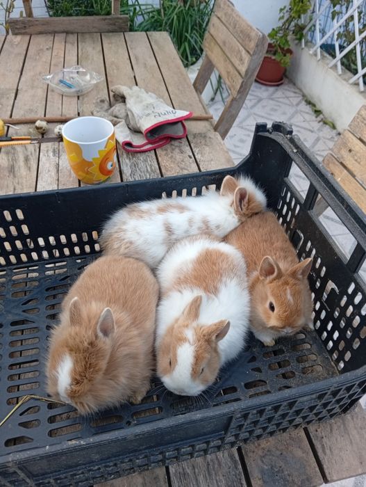 Coelhos anões lindos