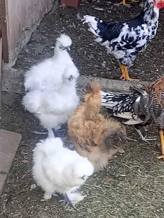 Sprzedam koguty silki tteczarki i inne ozdobne