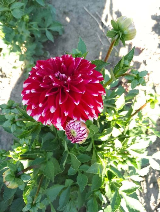 Жоржина бордюрна