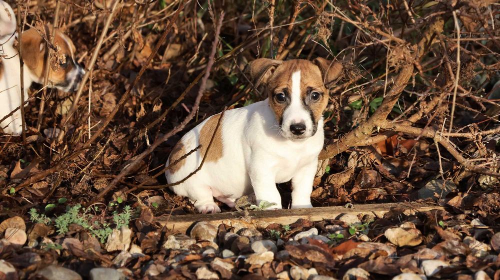 Jack Russell Terrier PIESEK od"BREFIO"/badania genet./odbiór