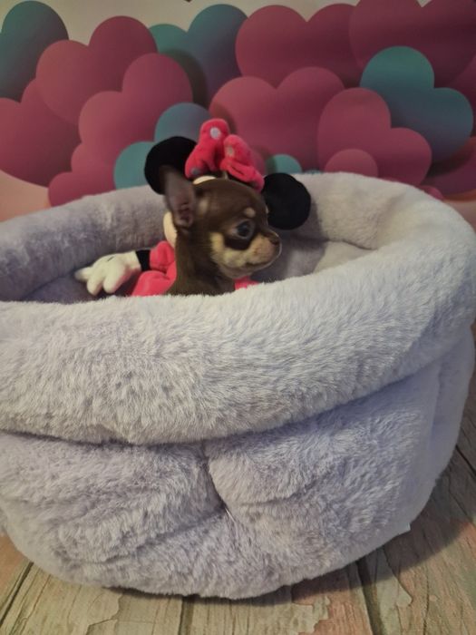 Mała laleczka  Edna chihuahua