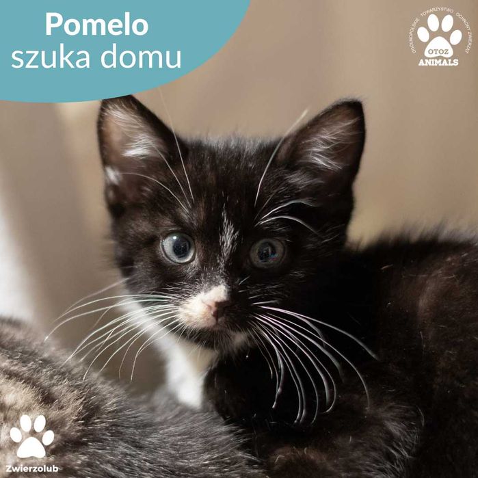 Mały kotek do adopcji! Poznajcie Pomelo!
