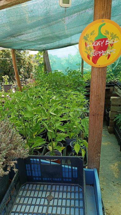 Plantas de Pimenta / Malaguetas raras