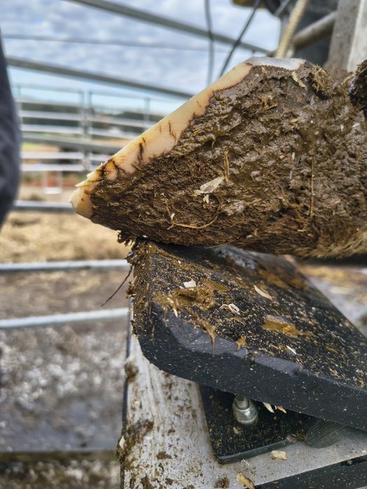 Korekcja Racic-Tomasz Dziekoński