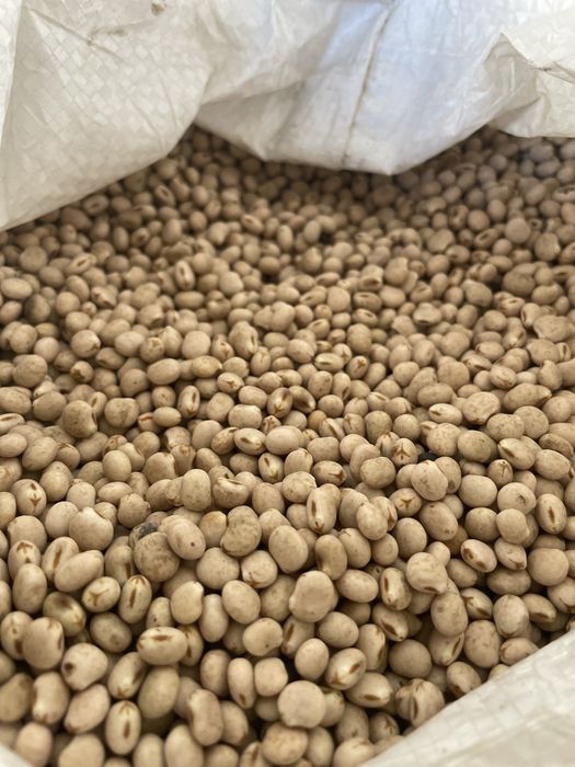 Sprzedam Łubin Biały