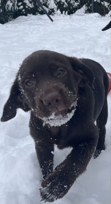 Przesłodki szczeniak Labrador Retriever.  Rodzice FCi i SWKiPR