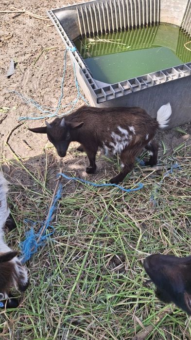 Lote Cabras Anãs