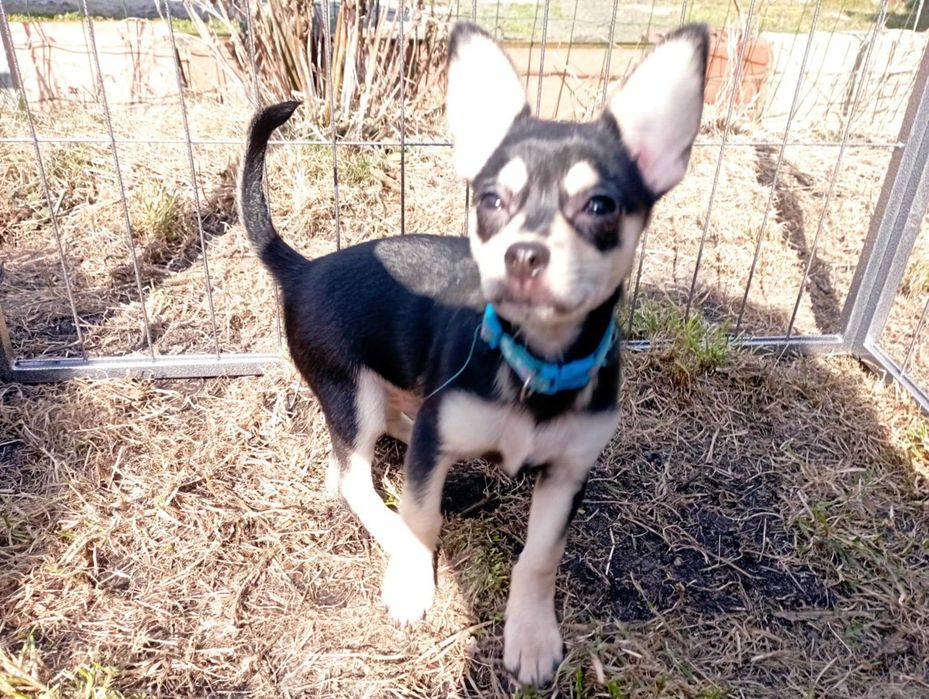 Piesek Chihuahua krótkowłosy