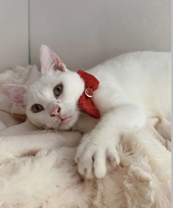 Gatinho para adoção responsável