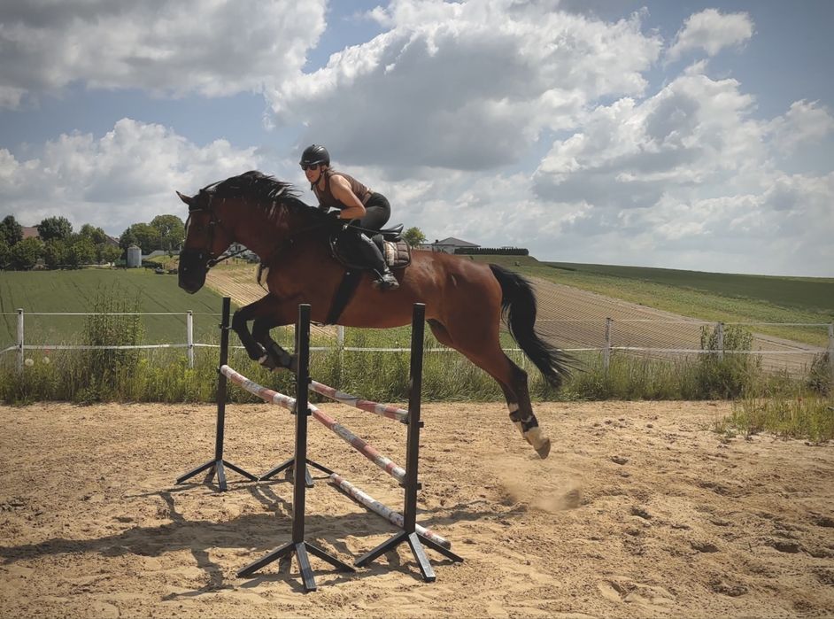 Wysoki wałach idealny na pierwszego konia