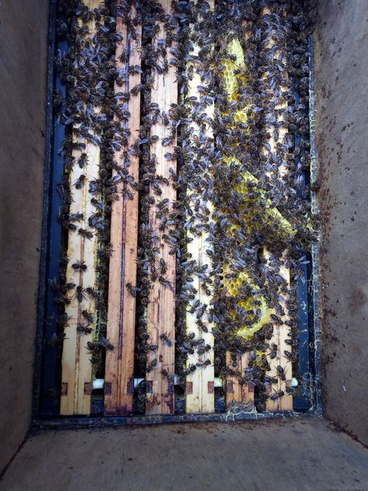 Przezimowane Pszczoły , odkłady , rodziny pszczele 2026