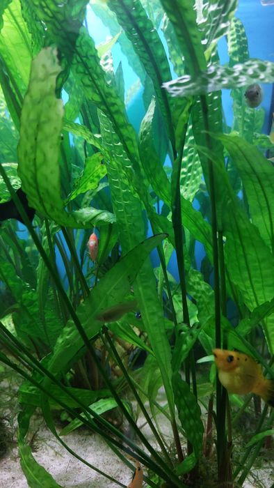 Roślinki do akwarium