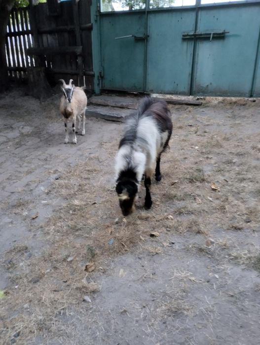 Продам кози, коза має привести козенят