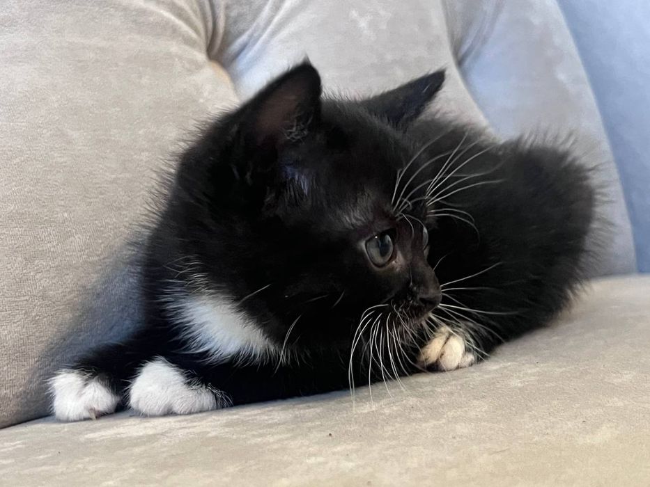 Кошеня в добрі руки