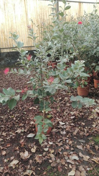 Metrosideros para sebes