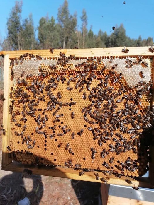 Abelhas Rainhas  Virgens