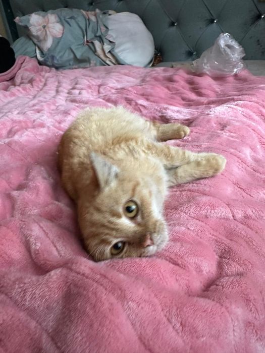 Кошеня 4 міс. в хороші руки