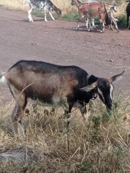 Продаю  дойні кози