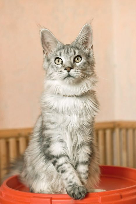 Шикарная серебряная девочка