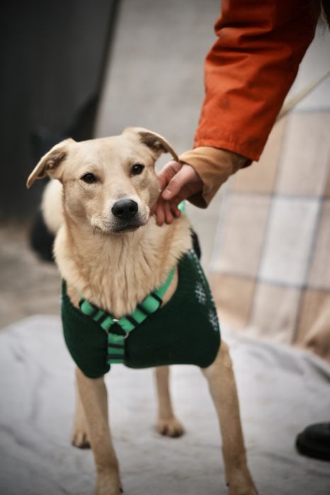 Невеличкий та розумний цуцик Майкі  в добрі руки!
