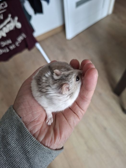 Chomiczek Dżungarski