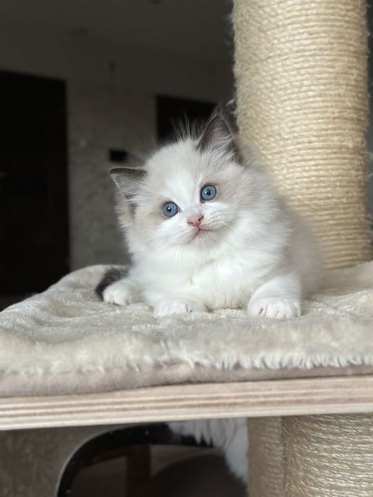 Kocurek ragdoll hodowlano wystawowy FPL