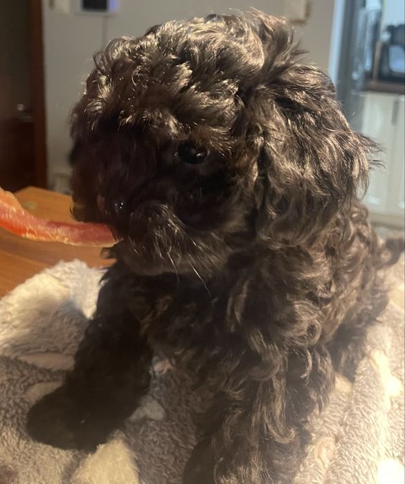 Bluu- Rosyjska Bolonka Kolorowa