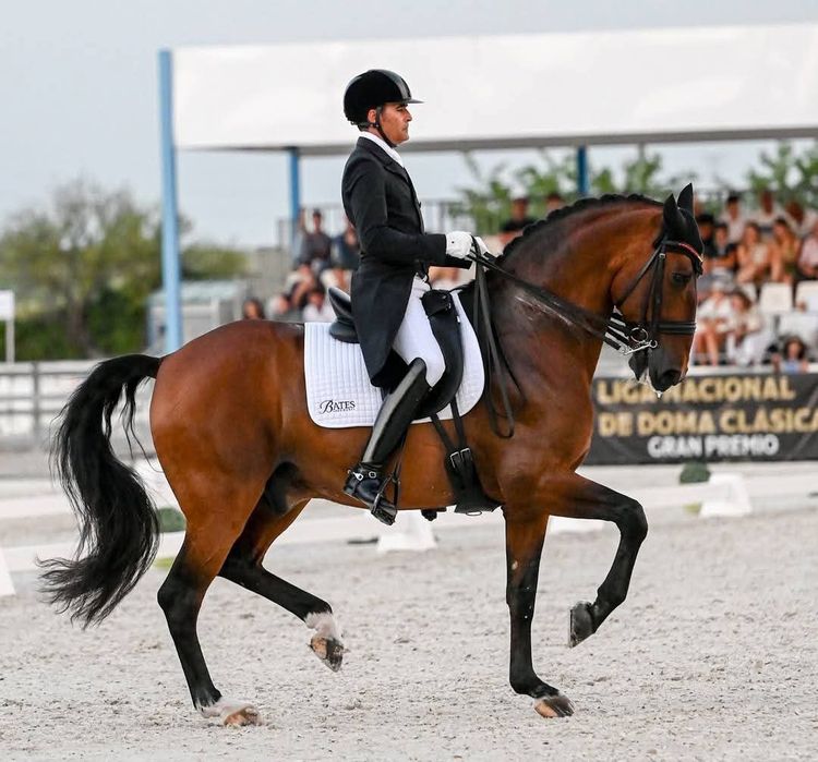 Poldro PSL , filho do Gladiador do lis