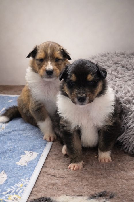 Owczarek Szkocki Długowłosy Zkwp Fci collie