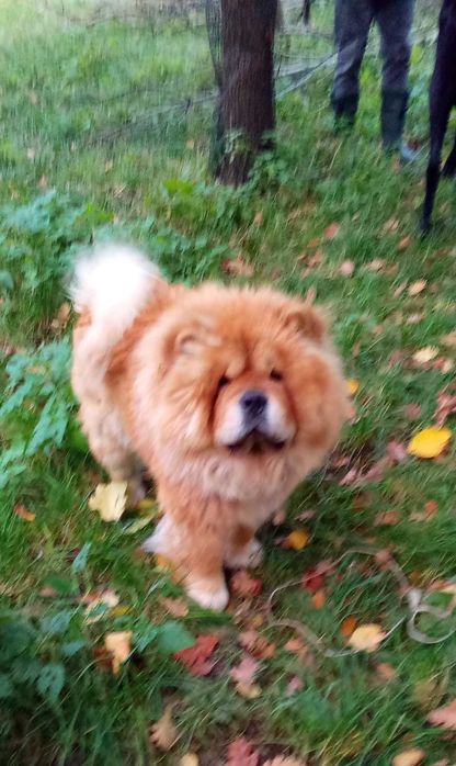 Chow Chow piesek Masked Red