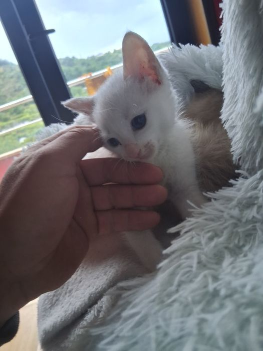 Gatos bebes para adocao responsável