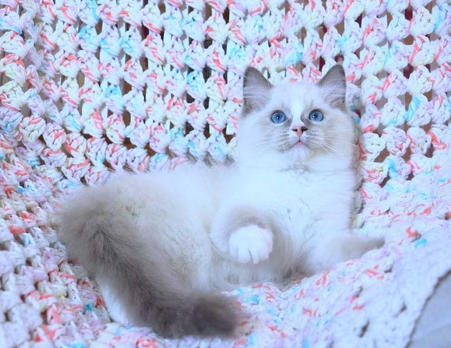 Очень милый и красивый котёночек Ragdoll//Регдолл в красивом окрасе