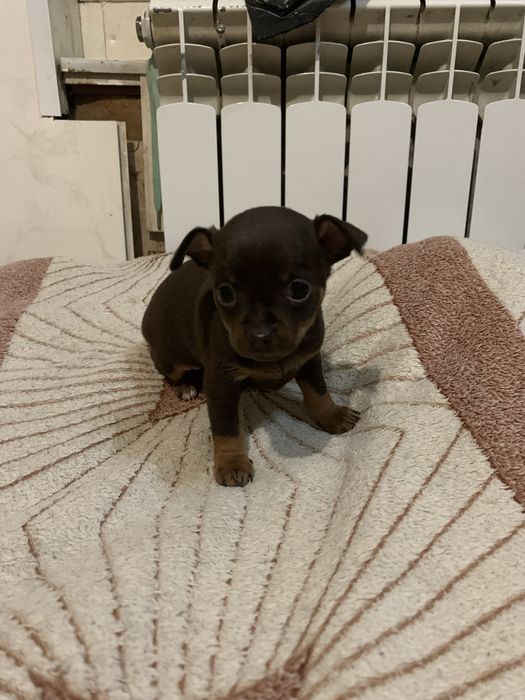 Продам цуценя той-тер’єра