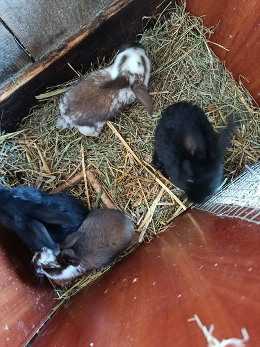 Sprzedam młode króliki