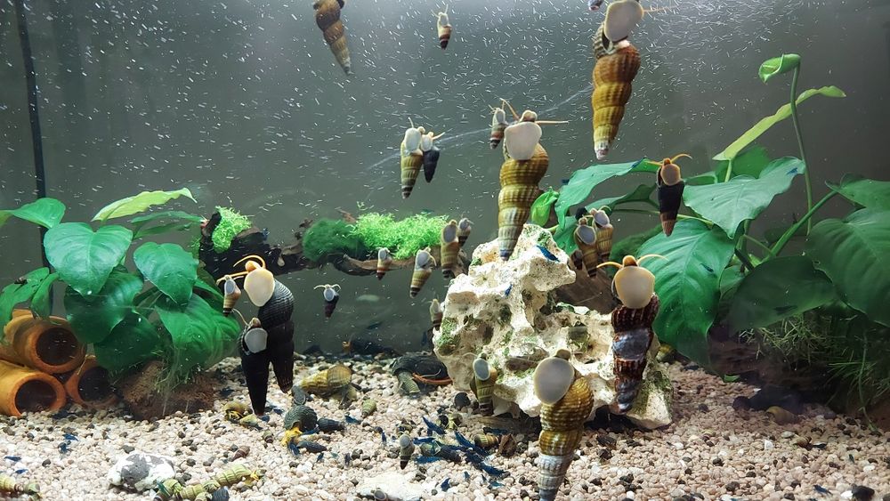 Sprzedam slimaki tylomenia krewetki blue velvet