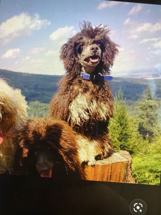 Zarezerwowany. Pudel miniatura do adopcji