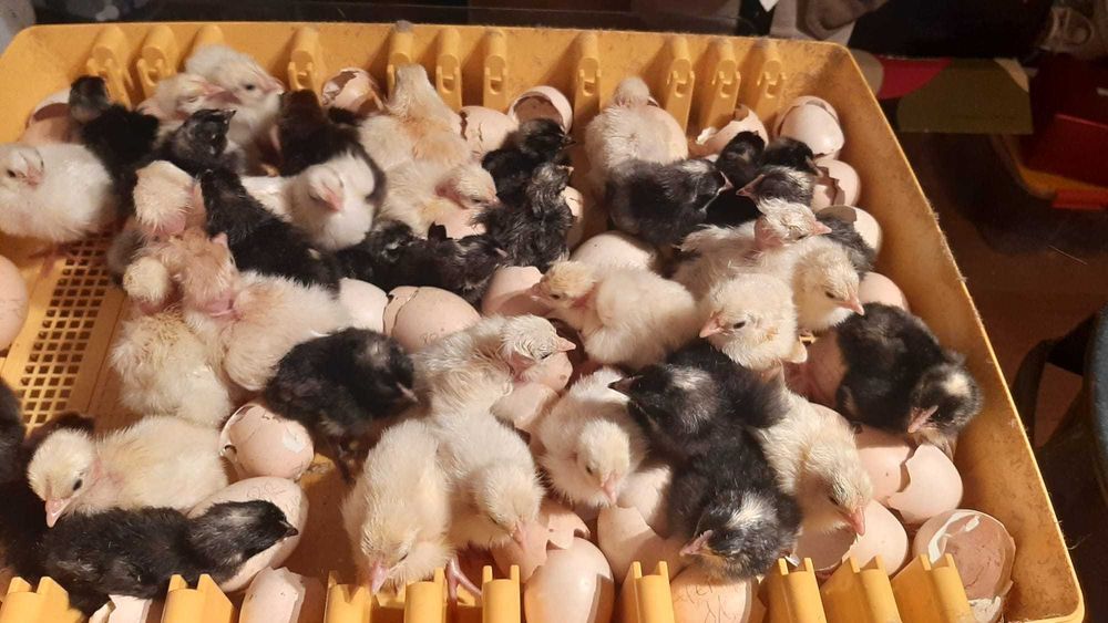 Galinhas de raças autóctones