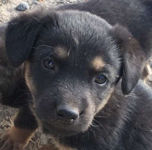 Лучшие щенки в лучшие семьи